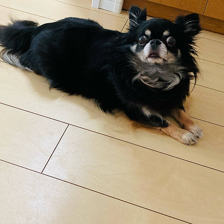 おはようございます。
眠たい💤
今日はお仕事休みなので朝から掃除しよう^_^

雅ちゃん朝から選挙の車から聞こえる声に吠えてます😂🐶

知り合いのブリーダーさんでチワックスの仔犬が・・
可愛い💕
良いご縁があるといいなぁ。。



