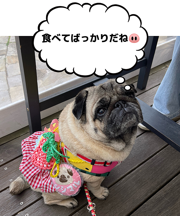 とうちゃん&ママさんだけランチ堪能してます😅