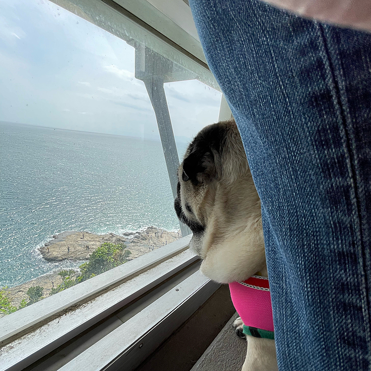 ししまるもとうちゃんの足元で、海を眺めてます🐽