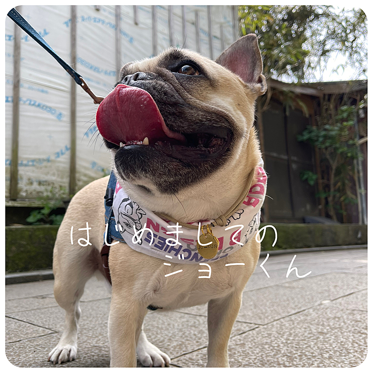 はじめましてのジョーくん🐽ちゃんとご挨拶できましたよ☺️