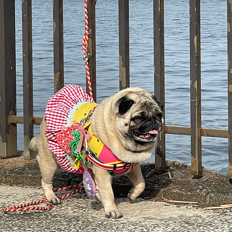 薄曇りでししまる🐽にちょうどいいお天気でしたよ♪
1日たっぷりお出かけ楽しみました☺️