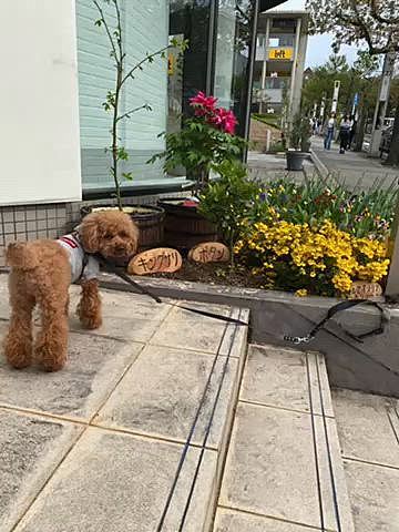 19(水)
いつものショッピングモールは色とりどりの花が咲いてとても綺麗です🌸🌼
モニュメントの奥に見える大学に今春より安藤優子さんが客員教授に就任されました🏫
フレブルちゃんを飼っている愛犬家なので勝手に親近感🐶
大学周りをウロウロ🐾
いつか会えると良いなぁ✨