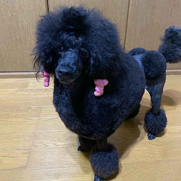 コンチ目指し伸ばすぞ🐩😊🐩