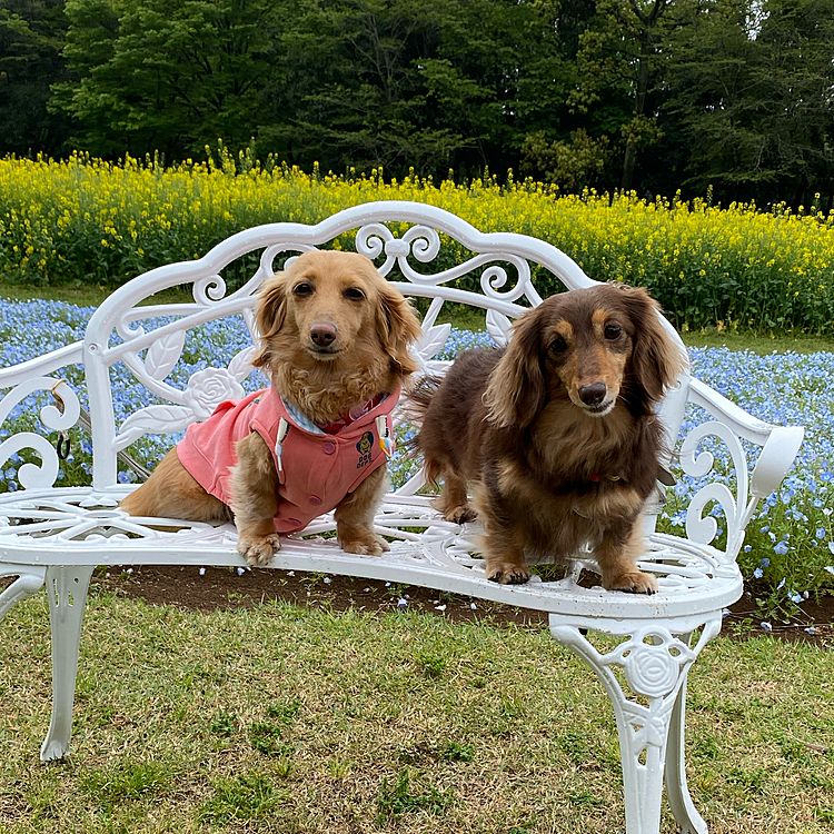開催地は茨城県のこもれびの森のイバライドというところ
花がたくさん咲いていましたが、飼い主はチューリップくらいしか分からん😅