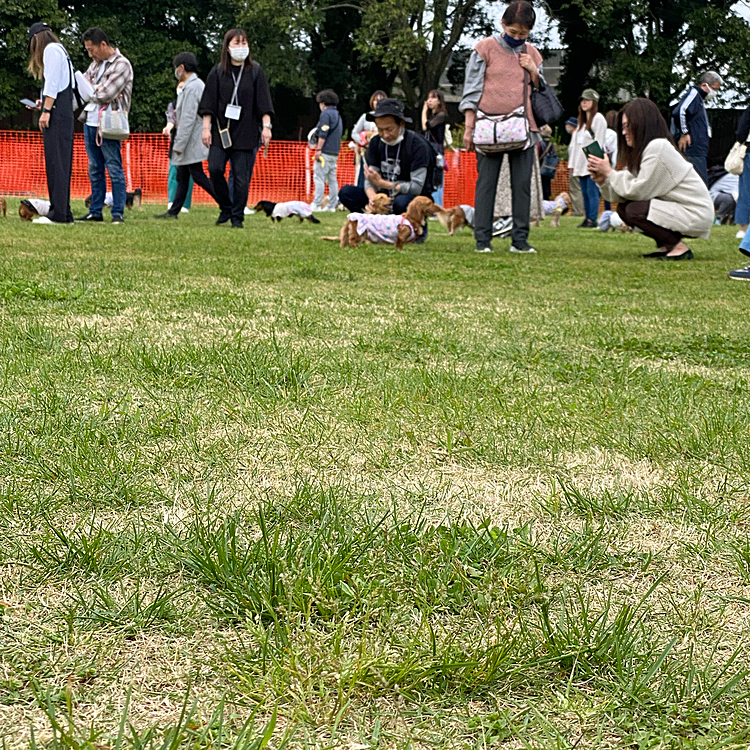 人間1,500人以上、ダックス1,066頭（チラホラ他の犬種も）が参加して右も左もダックスだらけ！😳
