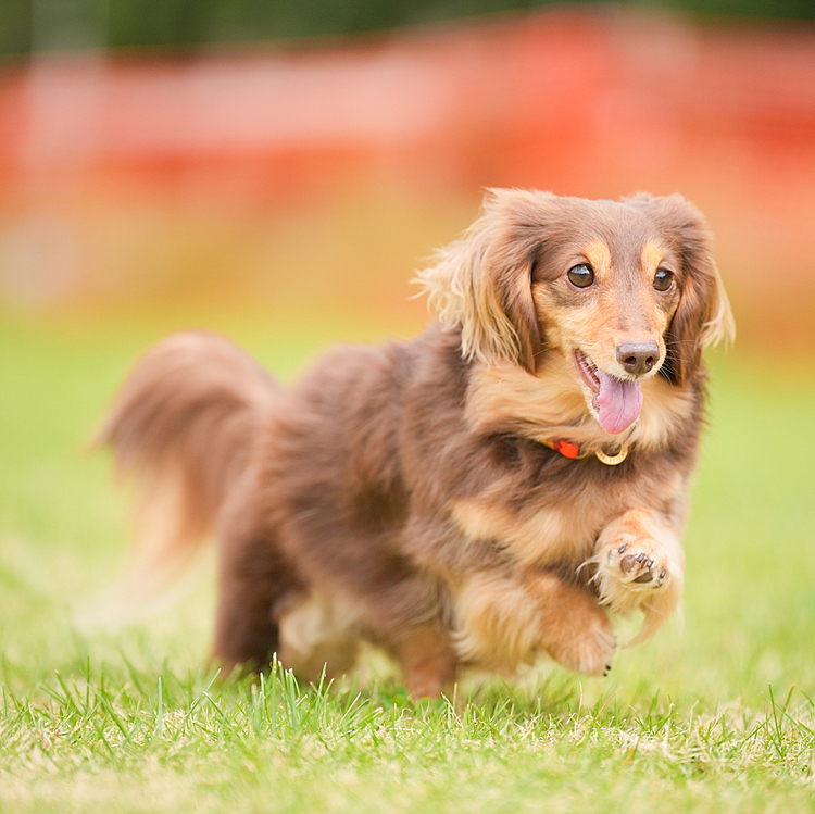 よもぎは飛行犬撮影会に参加して立派に走り切ってくれました！😊
めちゃくちゃ楽しかったです😆
