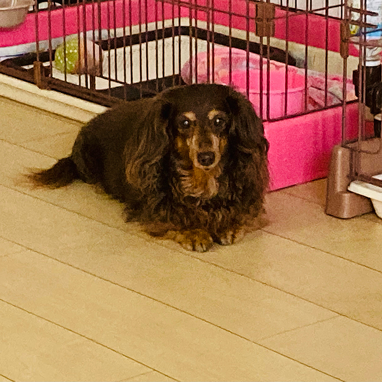 はょ〜オヤツ🐶😂
3🐶の視線が😂🐶

オヤツあげますょ
待っててね🐶💕