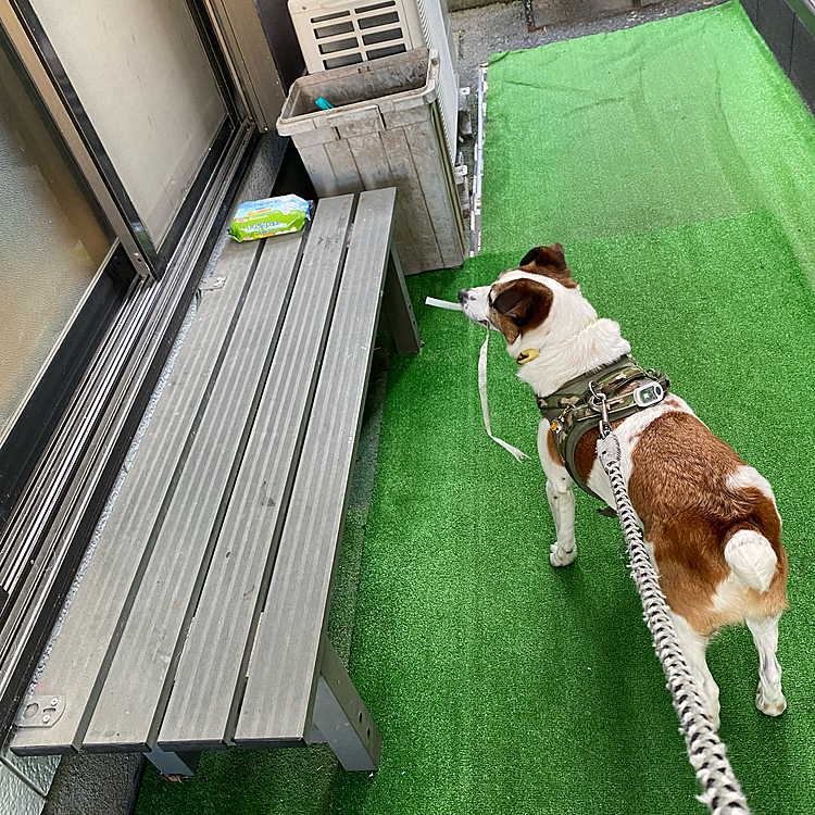 結局離さないまま、、猟犬の習性、、獲物捕って褒めて😍、、の感じ😅