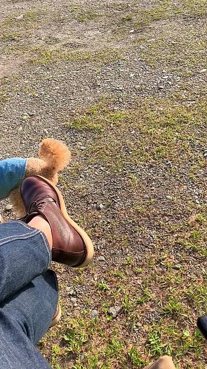 もう、自分の食べるものはないので、飼主のパンに必死で食らいついてきます😅