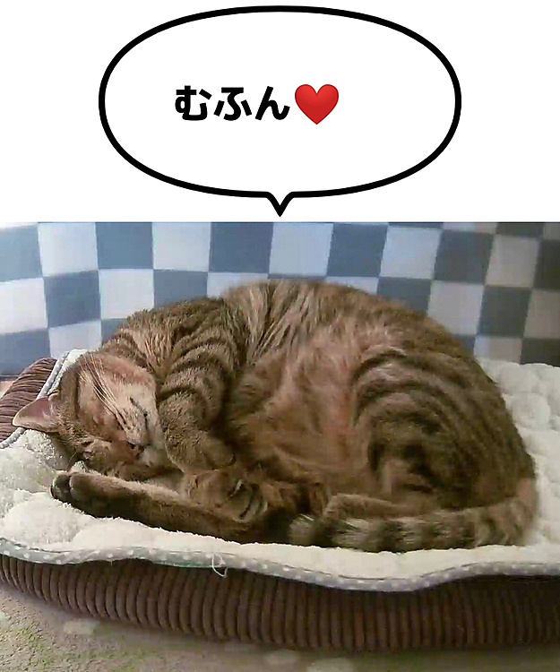 かあいいきーちゃん😊