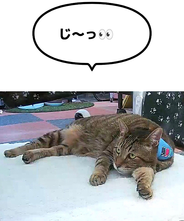 きーちゃん、何見てるの❓