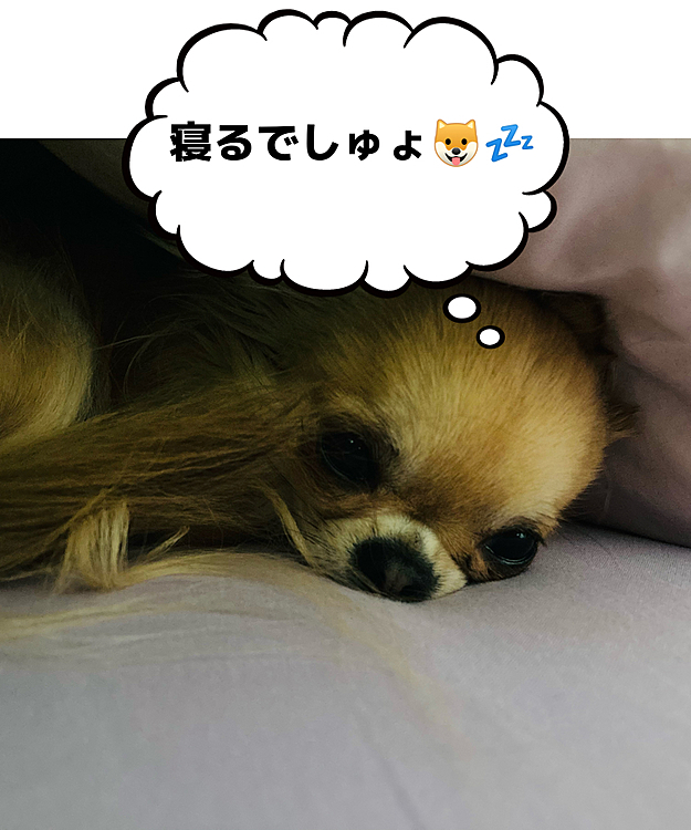 休みはあっという間に終わってしまう
明日からまた仕事だぁー🥲

さてと寝るかぁ〜　
寝場所は先取りされてます😂🐶
おやすみなさい💤⭐
