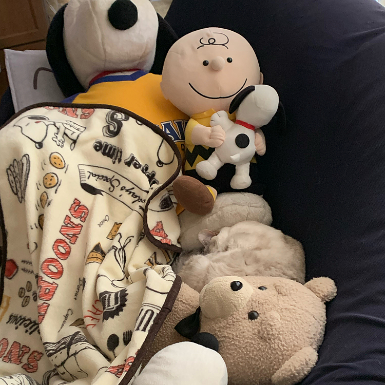 おはようございます☀
ミーちゃんはまだ仲間たちと寝ています💤

『あれ？起きてたの？』