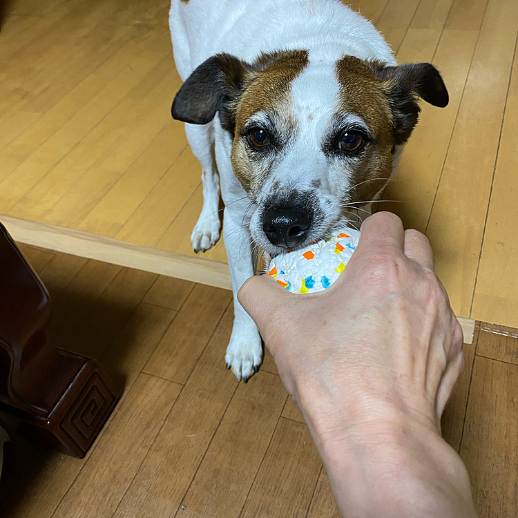ボールで遊べと、、