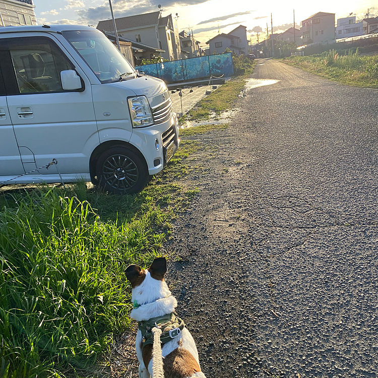 夕方になり、雨☔️あがり、散歩に❣️