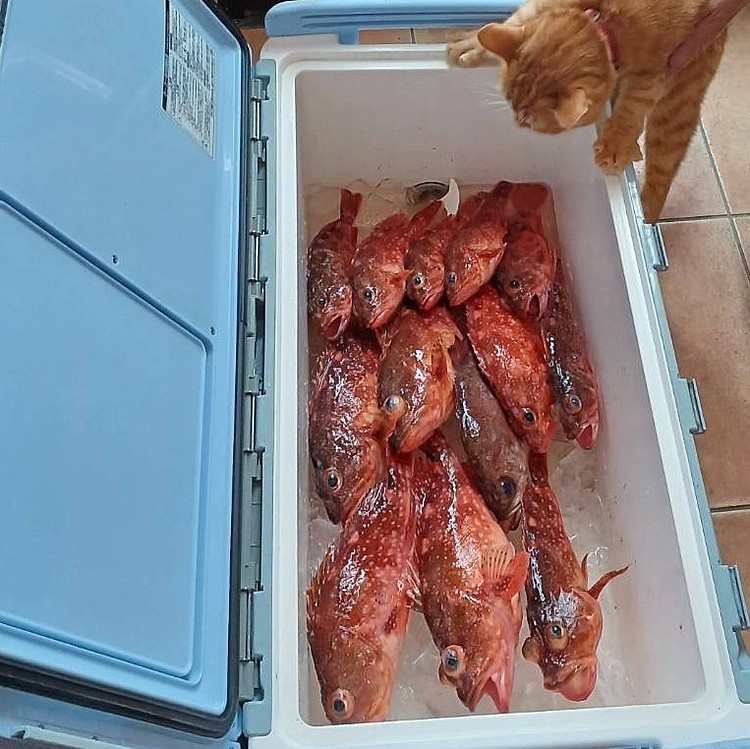 魚を嫌う猫🤣