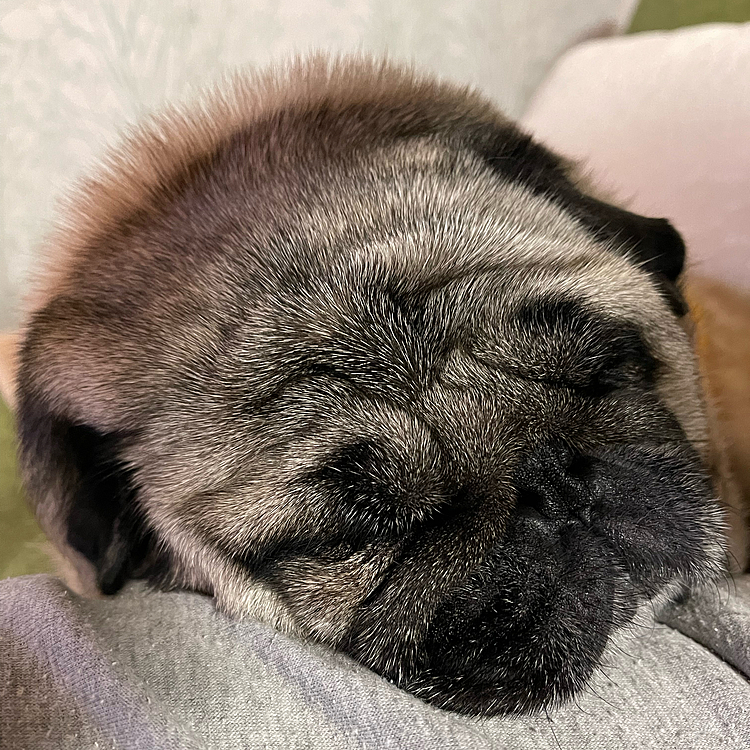 とうちゃんの膝をまくらに爆睡💤