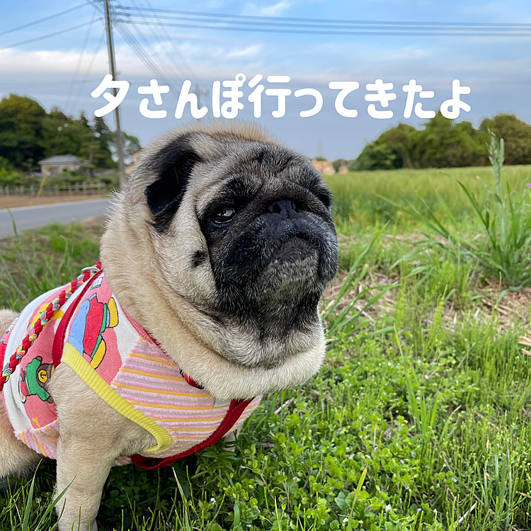夕さんぽ行ってきました🐾