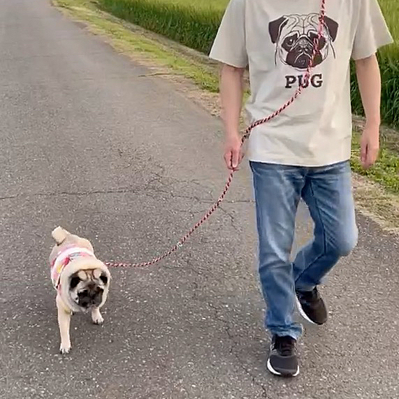 先日新調したおパグなTシャツ