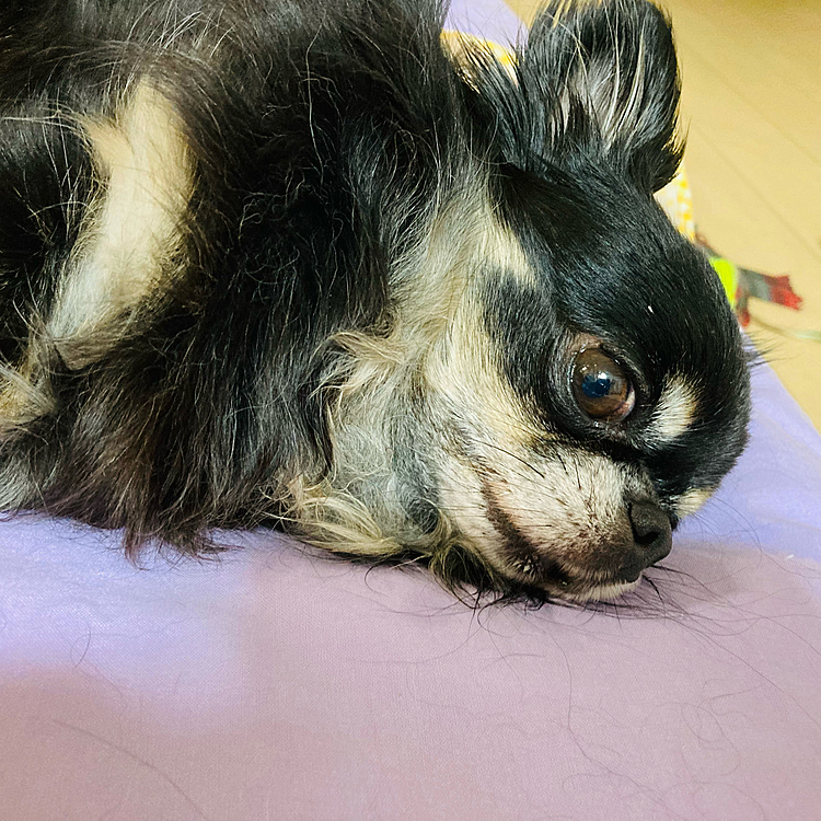 おはよう🐶💕
二度寝中の雅ちゃんです😊
2週間前からお腹の調子が悪く病院通い中です。
早く良くなりますように。