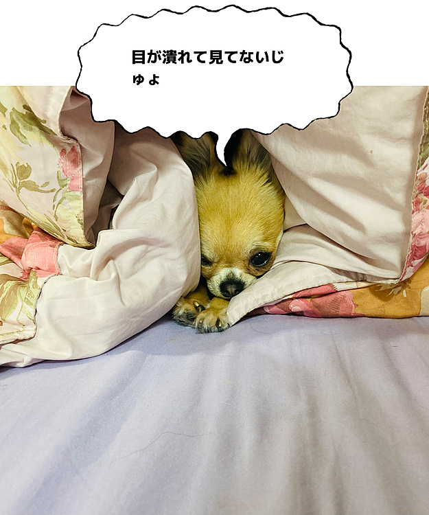 顔だけ出してください。
踏んじゃいけないから〜🐶😂