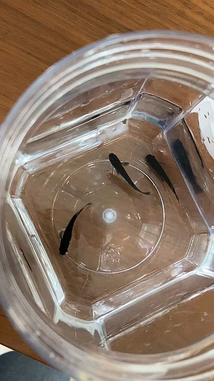 我が家はメダカさんもいまして
１０日月曜日に新たに我が家の家族になったオロチメダカさんです。。

メダカさんもほんと可愛い💕です
今は６種類ぐらいいます。。
観てると癒されます🐟
