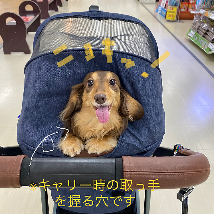 ペットカート乗車中のクセが強めなよもぎ😅