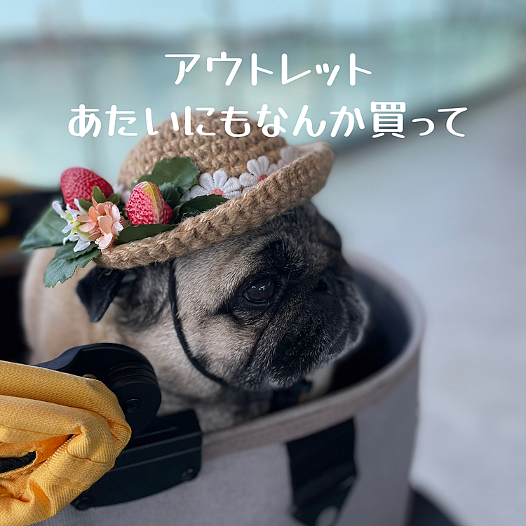 昨日は近所のアウトレットへ麦わら帽子かぶってお出かけしました🐾👒