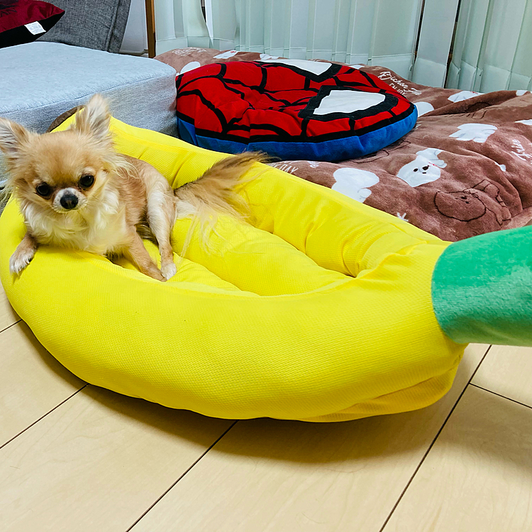 昨日〜バナナベットを🍌買ってしました。
ホットドッグと迷ったけど
買ったことがないバナナベットを選びましま🐶😊💕
早速〜心春ちゃんが寝てました。
