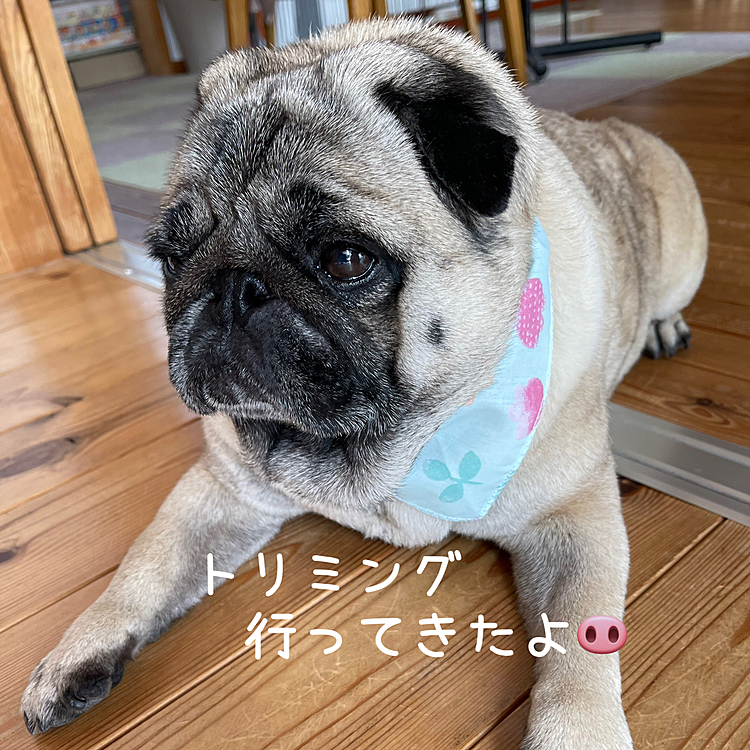 トリミング行って
かわいいバンダナつけてもらいました🐽