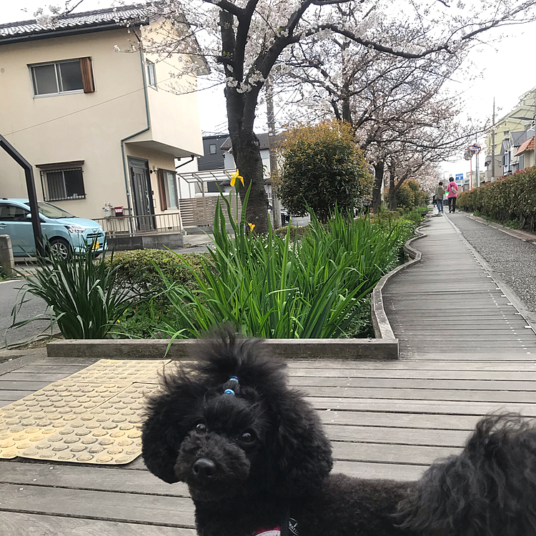 今日の暖かさで随分咲いた🌸🌸みたい‼️