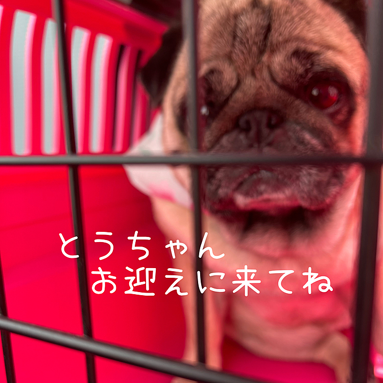 行きの🚗、クレートの中でドキドキです😥
2時間のお預けです🥲