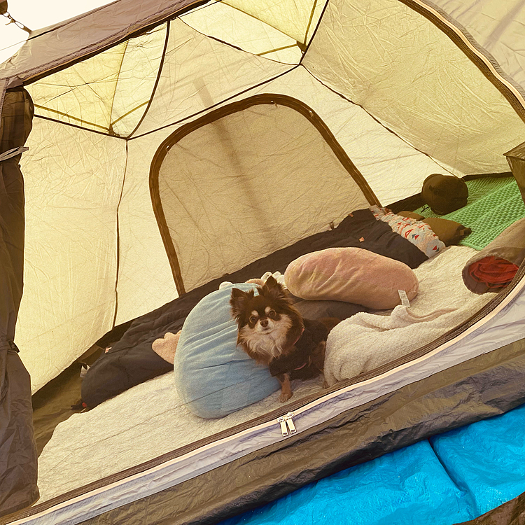 キャンプに来ましたー🏕️まるちゃん　ちょっと寝るそうです〜💤