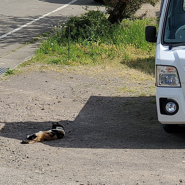 もっと広い日陰あるやん