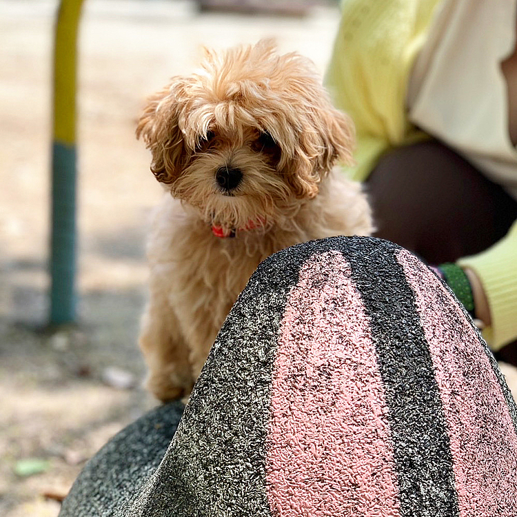 人生初の公園デビュー✌︎ ʘ̅͜ʘ̅
笑顔に見える☺️

2023.05.01