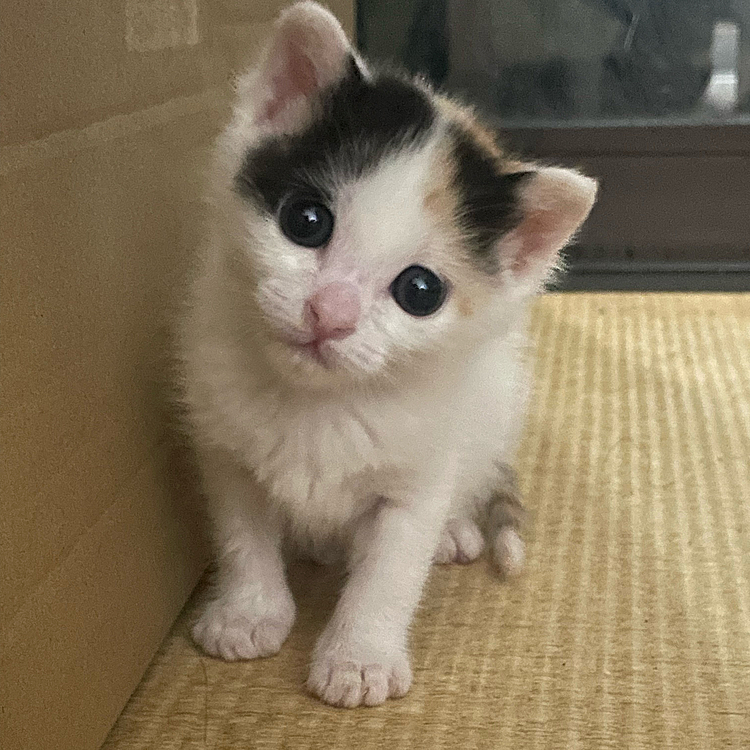 ビックリするぐらい、首傾げるね😂💓

( ˙꒳​˙  ).oO（だってママ、なんか言うてるんだもん