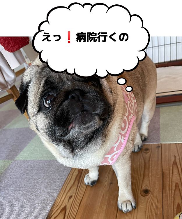 GWなので狂犬病の予防接種に行って来ました🐽