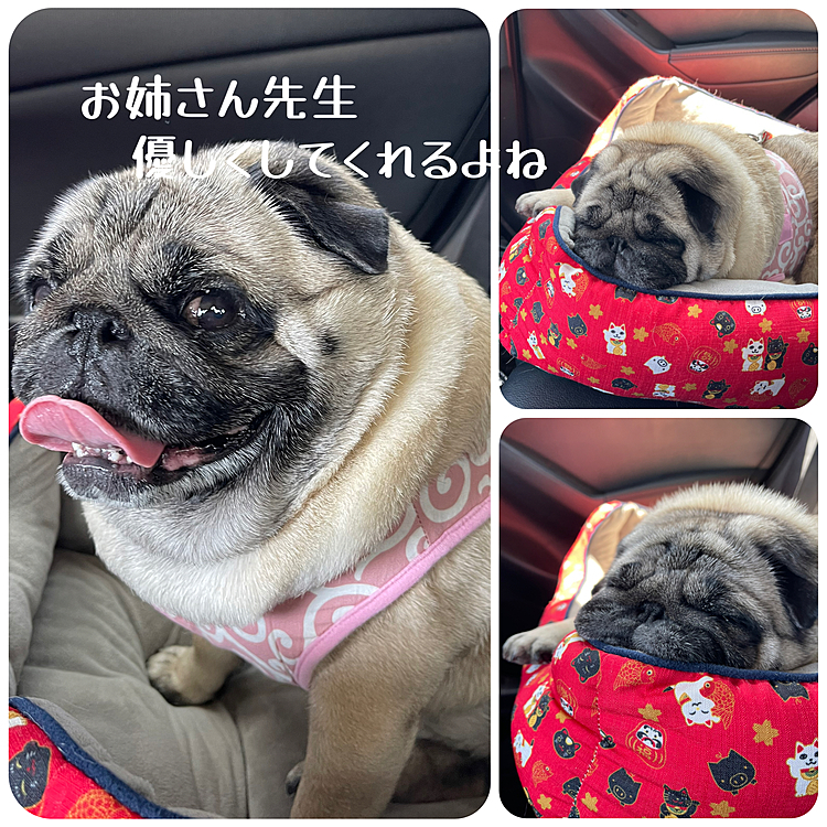 大好きなお姉さん先生にお願いします🐽