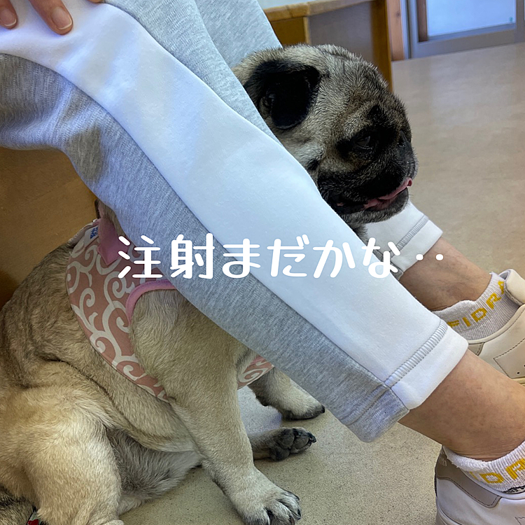 ママさんの脚の間で順番待ち‥