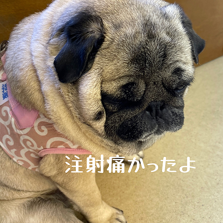 お姉さん先生に優しく注射してもらいましたよ
