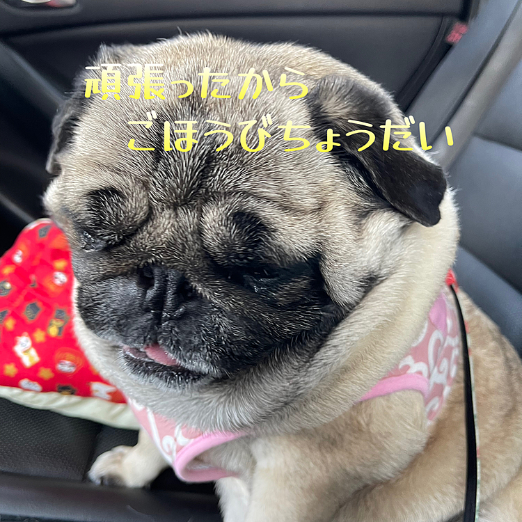 お家に帰ってオヤツです🐽