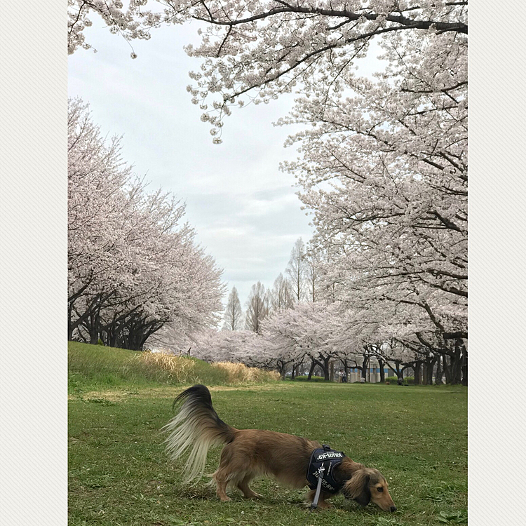 2020/3/27(金)
今日は用事があって仕事お休み❣️
用事終わったあと、公園へお花見散歩へ。
ちょうど見頃でした💕
やっぱり桜🌸はいいですね。