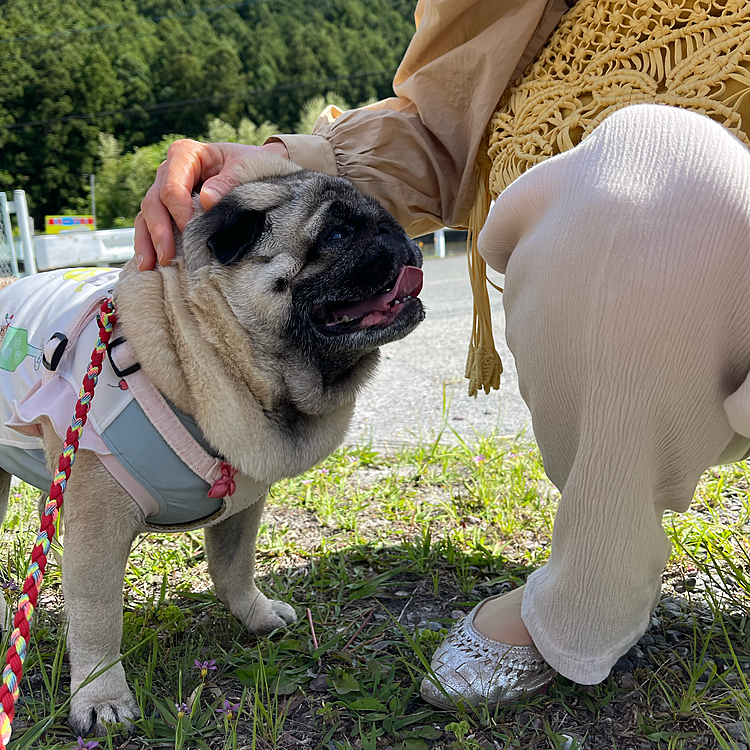 とうちゃん連休最終日🎌
東秩父村までドライブしてきました🚗
遠出なしの今年のGW🍀ししまるとのんびり過ごしました😊