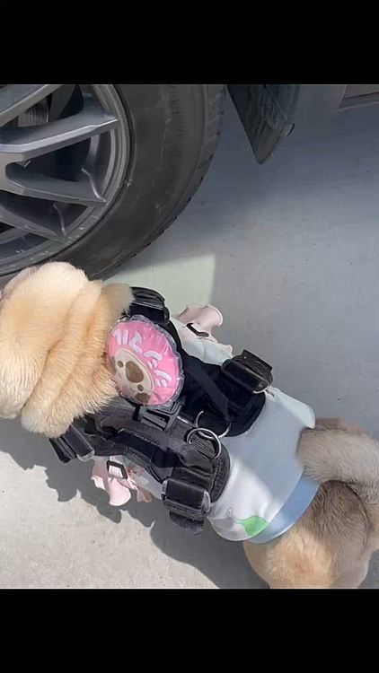 お昼過ぎからのお出かけ🚗
ししまる🐽待ちきれません😊