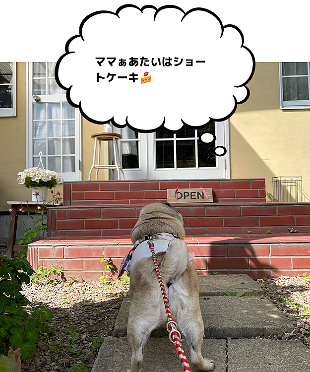 いつものケーキ屋さんでママさんお買い物🍰