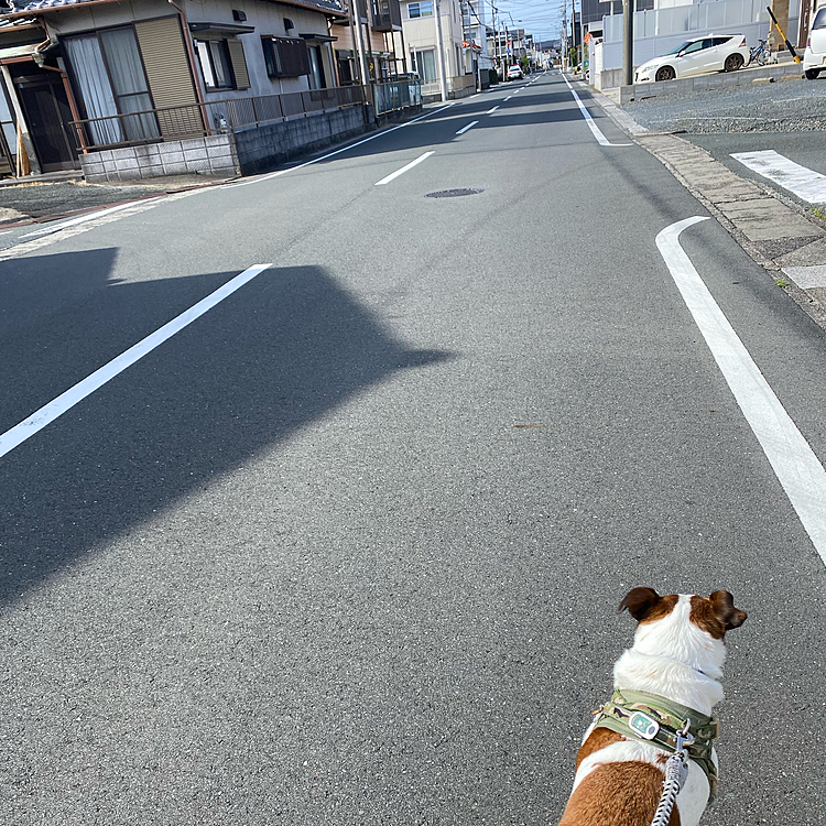 連休初日、うちを出たところで、パトカーが、一時停止違反見張ってる😅