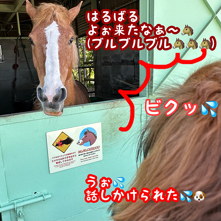 本日のマザー牧場でのひとコマです💡
お馬さん🐴さんをバックに写真📸撮ろうとしたらお馬さんの唇震わせるブルブルブル～💦って音にビビってました💦💦💦
ちょっとおかしな絵になりましたが🤣🤣🤣