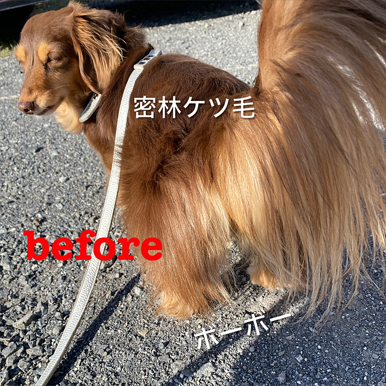 さてこのケツ毛、なにせウンコ付けます😅
留守番犬なので高確率でカピカピになっており飼い主を悩ませていたのでカットしてもらうことに…