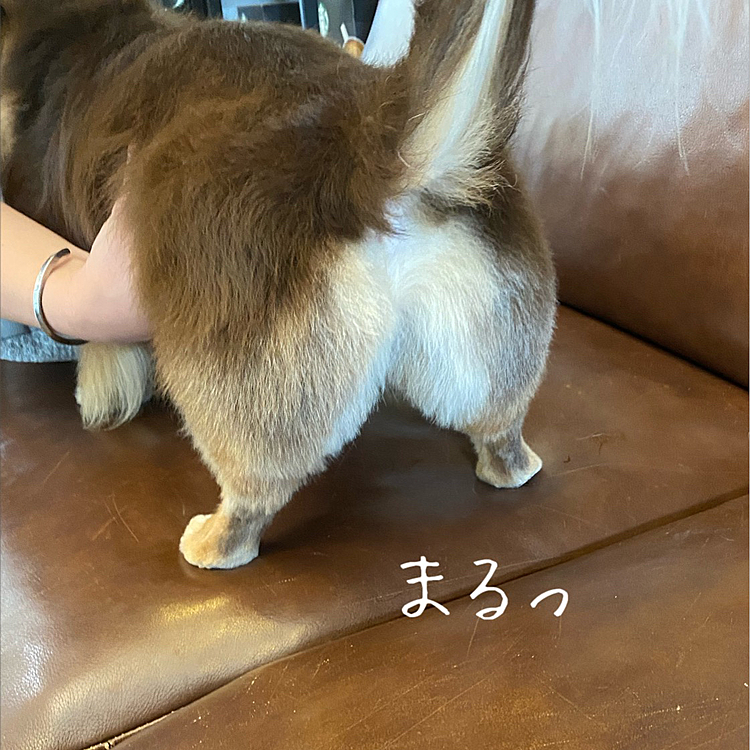 すごい丸！😳
頼んだクセに見ると笑いが込み上げてきます😅
思ったよりマルケツなんだもん🤣