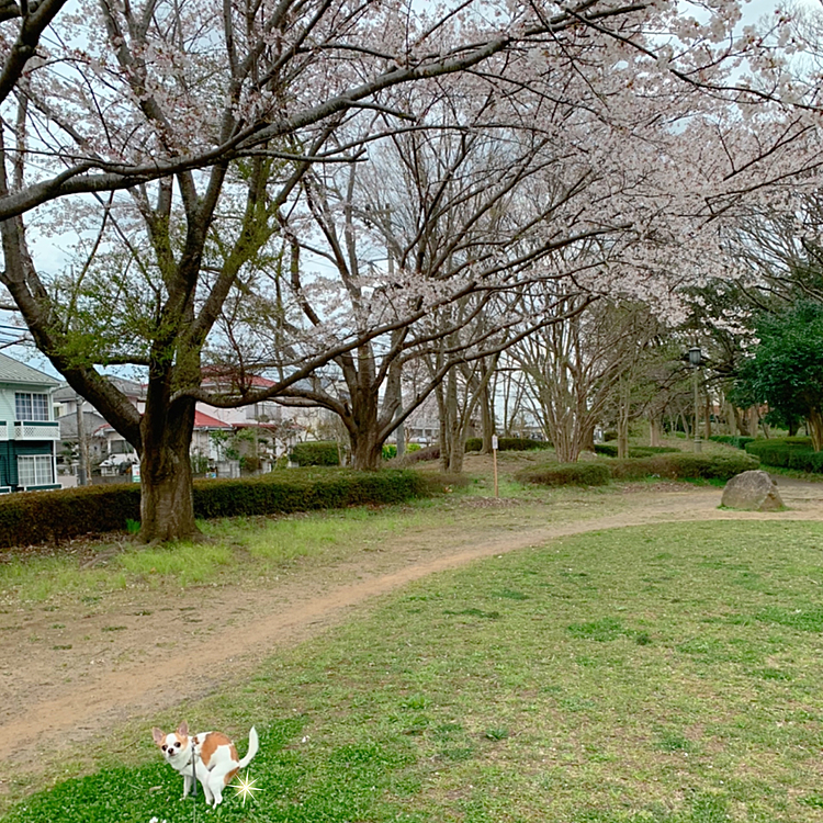 風情がある桜の木の下でおもむろに踏ん張るちくわ…( ꒪⌓꒪‧̣̥̇) ちくわ地方も桜がほぼ満開です🌸
